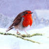 Village Robin - Christmas cards (pack of ten) - Image 2